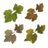 Novritsch Leaf Camo – LC1
