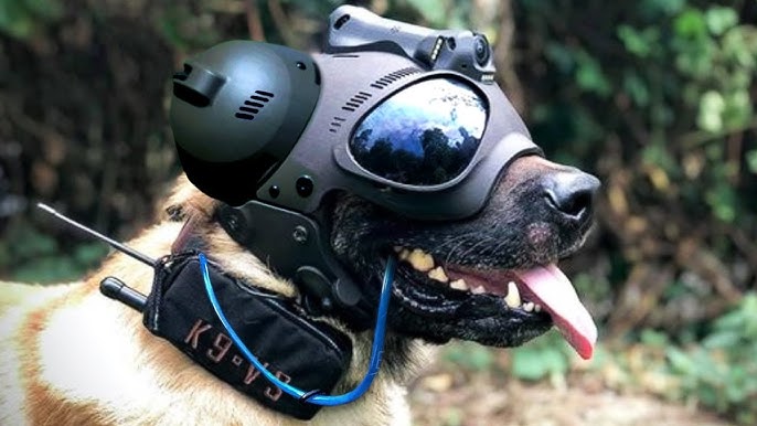 K9 Accessories
